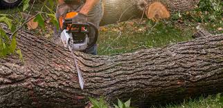 Trusted Elgin, IL Tree Care Experts