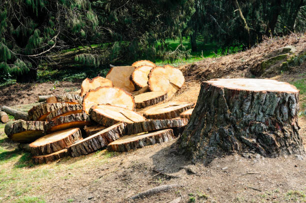 How Our Tree Care Process Works  in  Elgin, IL